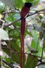 African Paradise-flycatcher (Terpsiphone viridis) - Senegal