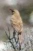 Tawny Pipit (Anthus campestris) - France