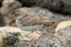 Berthelot's Pipit (Anthus berthelotii) - Canary Islands