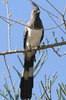 Touraco  ventre blanc (Criniferoides leucogaster) - Ethiopie