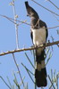 Touraco  ventre blanc (Criniferoides leucogaster) - Ethiopie