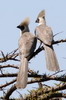 Touraco masqu (Corythaixoides personatus) - Ethiopie