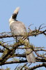 Touraco masqu (Corythaixoides personatus) - Ethiopie