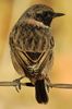 European Stonechat (Saxicola rubicola) - Spain