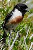 European Stonechat (Saxicola rubicola) - France