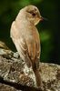 Spotted Flycatcher (Muscicapa striata) - France