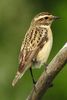 Whinchat (Saxicola rubetra) - Greece
