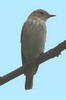 Gobemouche gris (Muscicapa striata) - Ethiopie