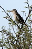 Agrobate  dos roux (Cercotrichas leucophrys) - Ethiopie