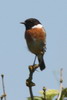 Tarier ptre (Saxicola rubicola) - France