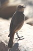 Familiar Chat (Oenanthe familiaris) - South Africa