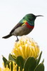Souimanga chalyb (Cinnyris chalybeus) - Afrique du Sud