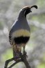 Gambel's Quail (Callipepla gambelii) - United States