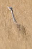 Outarde du Sngal (Eupodotis senegalensis) - Ethiopie