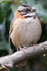 Bruant chingolo (Zonotrichia capensis) - Mexique