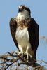 Osprey (Pandion haliaetus) - Senegal