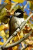 Coal Tit (Periparus ater) - France
