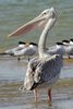Pink-backed Pelican (Pelecanus rufescens) - Senegal
