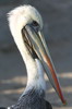 Plican thage (Pelecanus thagus) - Prou