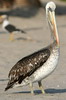 Plican thage (Pelecanus thagus) - Prou