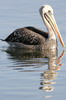 Plican thage (Pelecanus thagus) - Prou