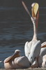 Plican blanc (Pelecanus onocrotalus) - Kenya