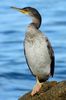 European Shag (Phalacrocorax aristotelis) - France