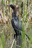 Pygmy Cormorant (Microcarbo pygmaeus) - Greece