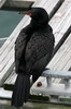 Cormoran couronn (Microcarbo coronatus) - Afrique du Sud