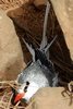 Red-billed Tropicbird (Phaethon aethereus) - Senegal