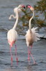 Flamant rose (Phoenicopterus roseus) - France