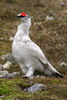 Rock Ptarmigan (Lagopus muta) - Spitzberg