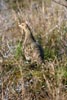 Perdrix grise (Perdix perdix) - France