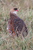 Francolin  cou roux (Pternistis castaneicollis) - Ethiopie