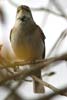 Pouillot fitis (Phylloscopus trochilus) - France