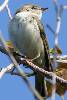 Pouillot fitis (Phylloscopus trochilus) - France