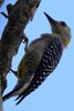 Hoffmann's Woodpecker (Melanerpes hoffmannii) - Costa-Rica