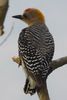 Hoffmann's Woodpecker (Melanerpes hoffmannii) - Costa-Rica
