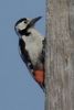 Syrian Woodpecker (Dendrocopos syriacus) - Greece