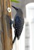 Gila Woodpecker (Melanerpes uropygialis) - United States