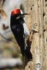 Acorn Woodpecker (Melanerpes formicivorus) - United States