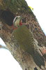 Pic poignard (Xiphidiopicus percussus) - Cuba