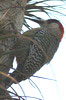 Pic  sourcils noirs (Melanerpes superciliaris) - Cuba