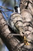Pic barbu (Dendropicos namaquus) - Ethiopie