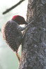 Pic de Nubie (Campethera nubica) - Ethiopie