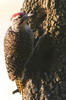 Pic de Nubie (Campethera nubica) - Ethiopie