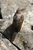 Torcol  gorge rousse (Jynx ruficollis) - Ethiopie