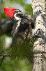 Pic ouentou (Hylatomus lineatus) - Mexique