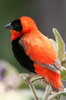 Euplecte franciscain (Euplectes franciscanus) - Ethiopie