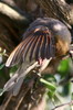 Anaplecte  ailes rouges (Anaplectes leuconotos) - Ethiopie
